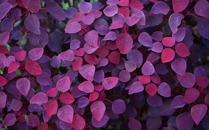 紫の葉、植物 壁紙 ピクチャー