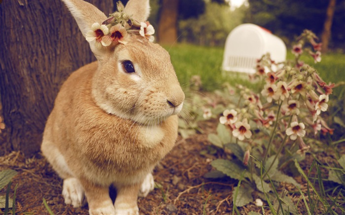 ウサギと花 壁紙 ピクチャー