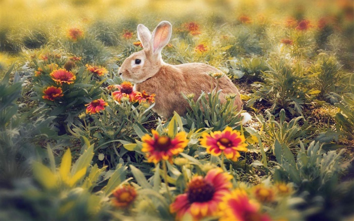 花に隠されたウサギ 壁紙 ピクチャー