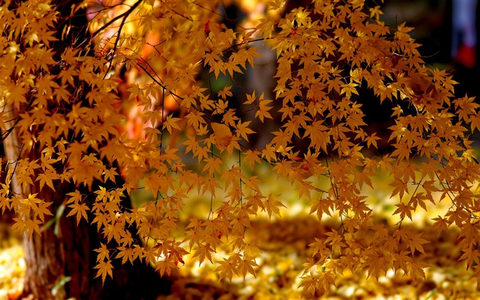 赤カエデの葉、木、秋 壁紙 ピクチャー