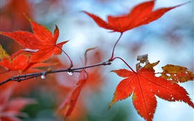 赤カエデの葉、水滴 HDの壁紙
