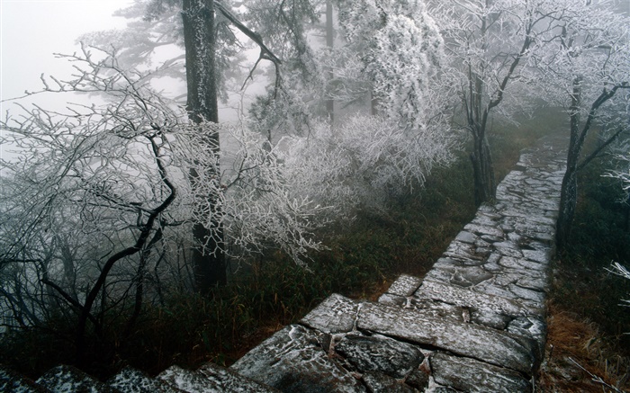 樹氷風景、木、冬、雪、風景中国 壁紙 ピクチャー