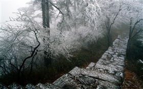 樹氷風景、木、冬、雪、風景中国 HDの壁紙