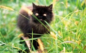 草の中に小さな黒い子猫 HDの壁紙