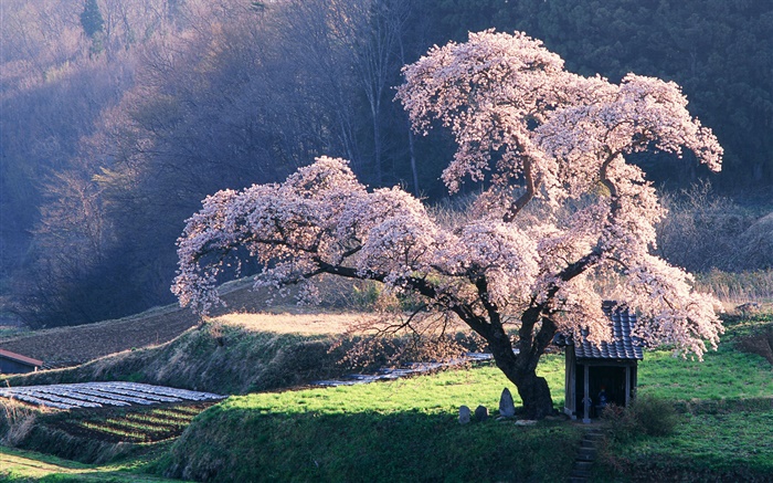 春の桜 Hdの壁紙 自然 壁紙プレビュー Ja Hdwall365 Com