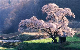 春の桜 HDの壁紙