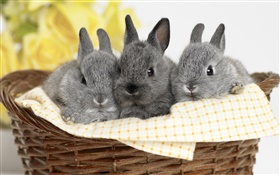 三灰色のウサギ HDの壁紙