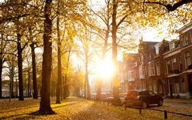 木、日光、秋、家 HDの壁紙