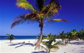 ヤシの木と熱帯のビーチ HDの壁紙