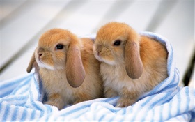 二つのウサギの仔 HDの壁紙