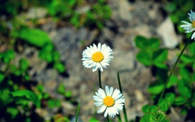 二つの白いヒナギクの花