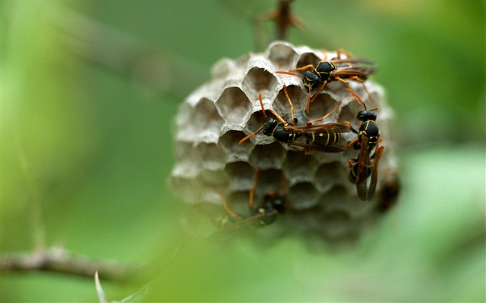 スズメバチ、昆虫 壁紙 ピクチャー