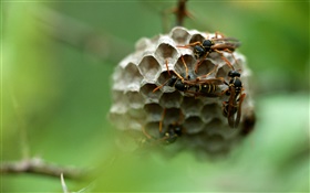 スズメバチ、昆虫 HDの壁紙
