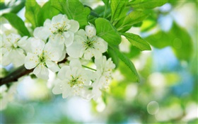 ホワイト桜