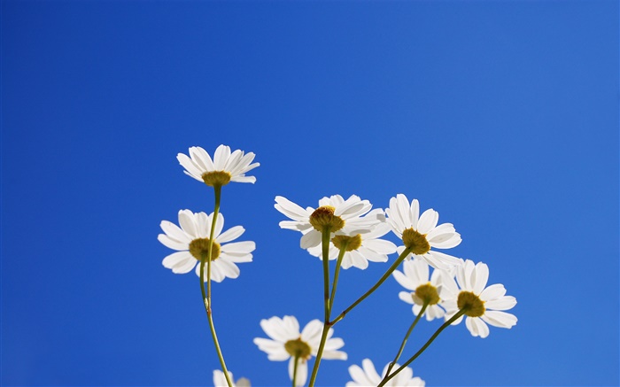 白い小さな花、青空 壁紙 ピクチャー