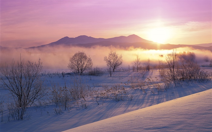 冬の朝、雪、木、霧、日の出 壁紙 ピクチャー