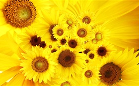 黄色の花、ヒマワリ HDの壁紙