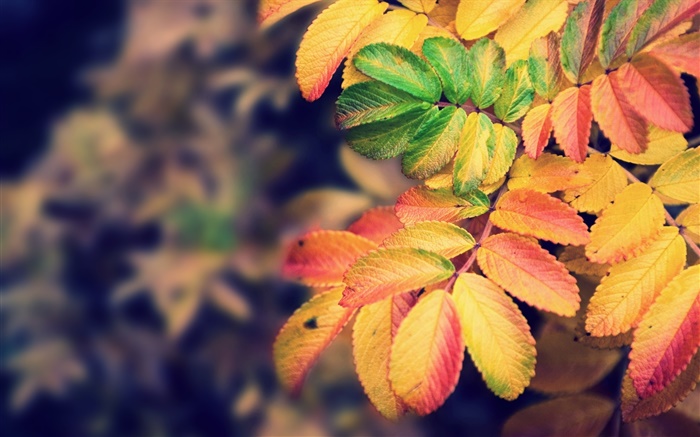 黄色の葉、秋 壁紙 ピクチャー