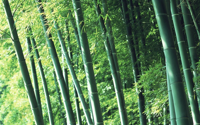 空気の新鮮な竹の森 壁紙 ピクチャー