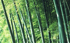 空気の新鮮な竹の森