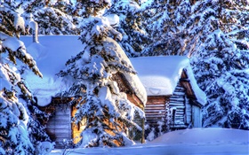 アラスカ、厚い雪、森、トウヒ、小屋、冬 HDの壁紙