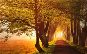 秋、夜明け、木、道路、霧 HDの壁紙