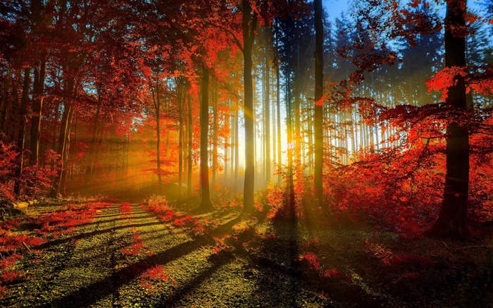 秋、森、木、太陽の光 壁紙 ピクチャー
