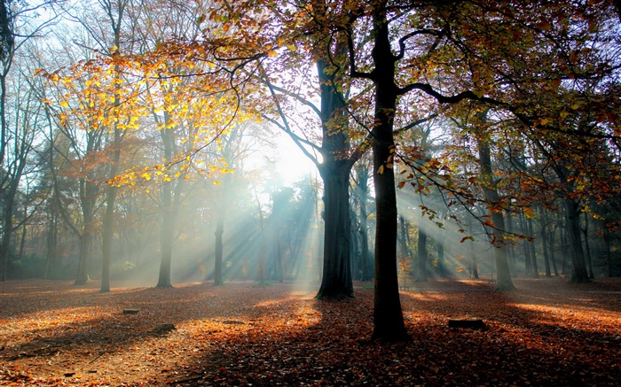 秋、森、木、太陽 壁紙 ピクチャー