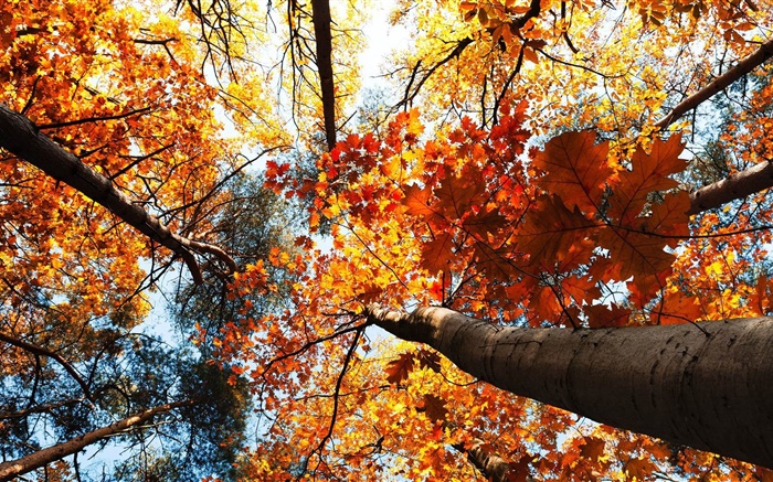 秋、カエデの木、紅葉 壁紙 ピクチャー