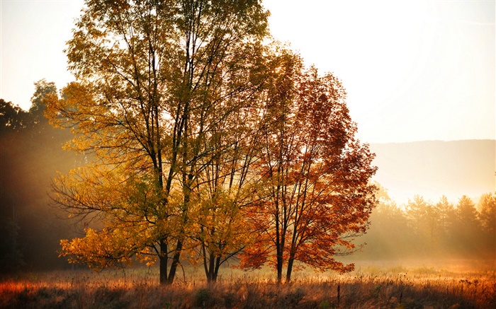 秋、朝、木、霧 壁紙 ピクチャー