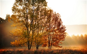 秋、朝、木、霧 HDの壁紙