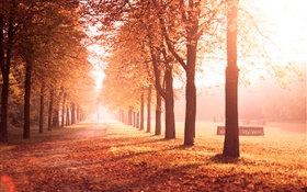 秋の公園、木、パス、黄色の葉 HDの壁紙