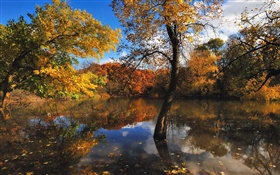 秋、池、木、水、反射