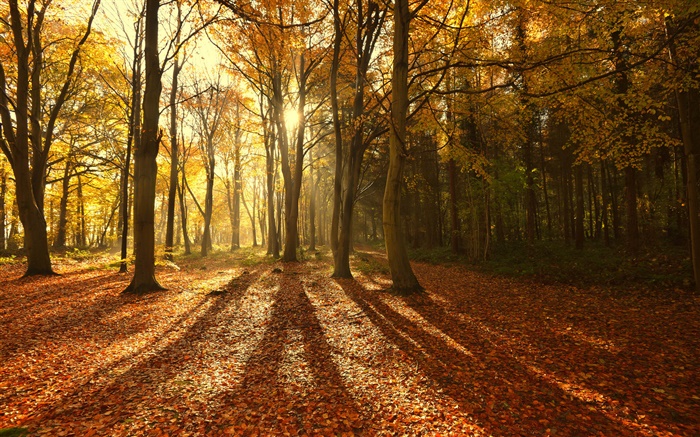秋、紅葉、朝、木、太陽の光 壁紙 ピクチャー