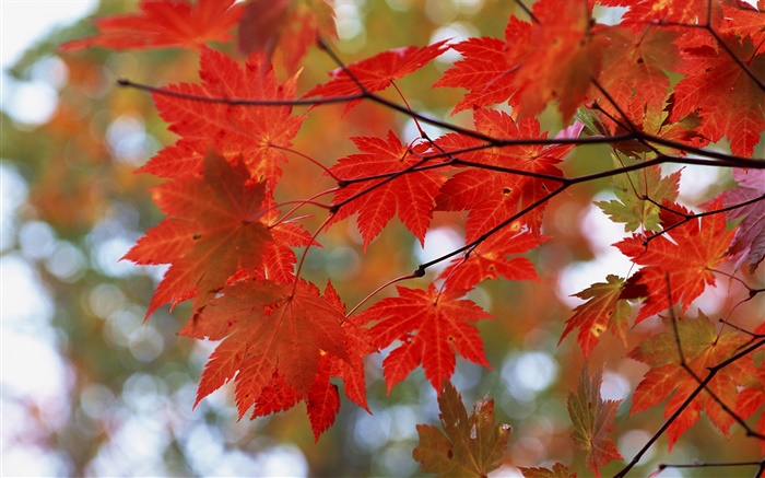 秋、紅葉、小枝 壁紙 ピクチャー