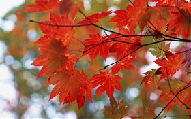 秋、紅葉、小枝