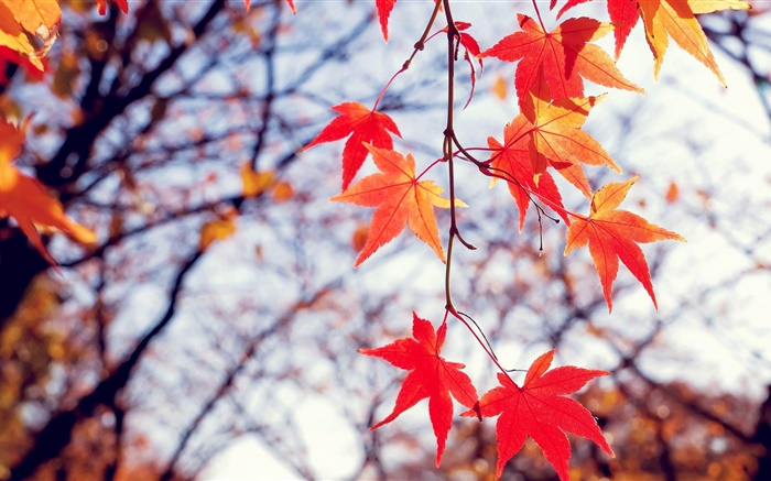 秋、赤いカエデの葉、小枝 壁紙 ピクチャー