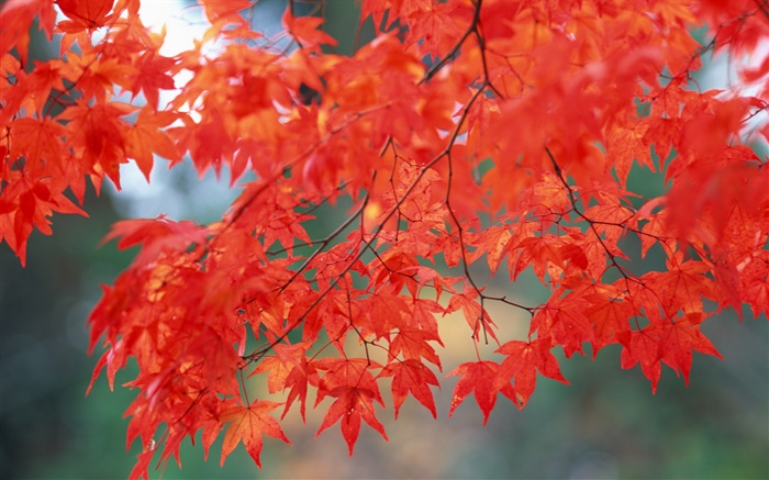 秋の風景、カエデの葉、赤の色 壁紙 ピクチャー