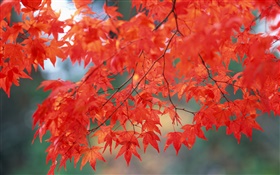秋の風景、カエデの葉、赤の色
