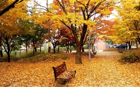 秋、木、葉、公園、ベンチ