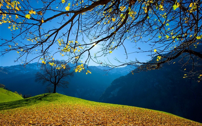秋、木、山、青空、太陽の光 壁紙 ピクチャー