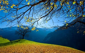 秋、木、山、青空、太陽の光