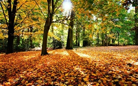 秋、木、赤、葉、太陽
