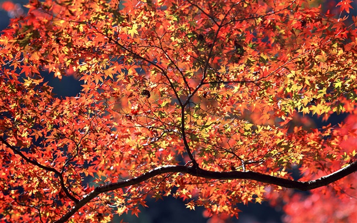 秋の木、赤い葉 壁紙 ピクチャー