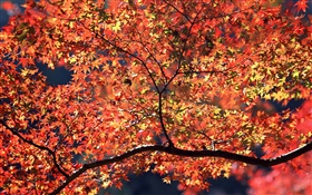 秋の木、赤い葉 HDの壁紙