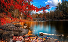 秋、木、川、橋 HDの壁紙