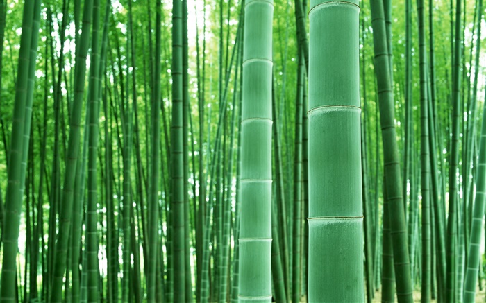 竹の林、枝、緑 壁紙 ピクチャー