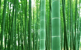竹の林、枝、緑 HDの壁紙