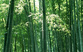 夏の竹林