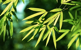 竹の葉、日 HDの壁紙